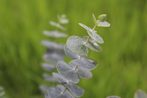 Gommier de montagne argent� 'Baby Blue'