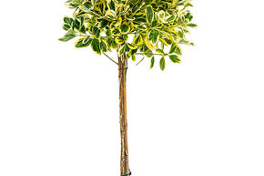 Fusain du Japon 'Albomarginatus'