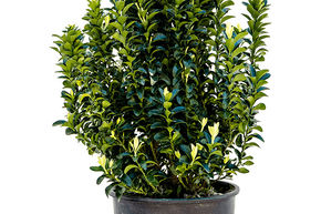 Fusain du Japon 'Paloma Blanca'