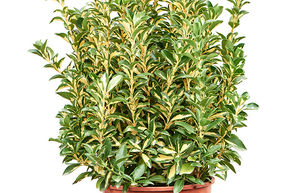 Fusain du Japon 'Luna Gold'