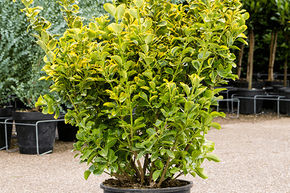 Fusain du Japon 'Aurea'