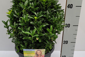 Fusain du Japon 'Green Wonder�' boule