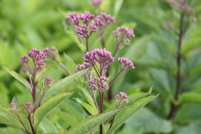 Eupatoire 'Baby Joe'