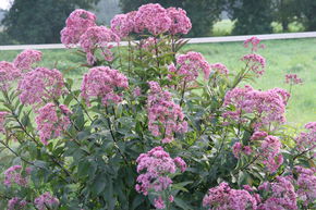 Eupatoire 'Atropurpureum'