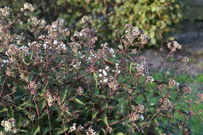Eupatoire � feuilles molles 'Chocolate'