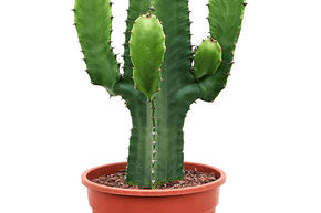 Euphorbe cactiforme (60-80)
