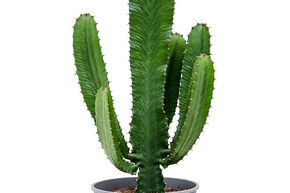Euphorbe cactiforme