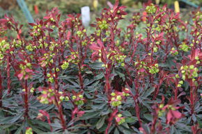 Euphorbe des bois 'Purpurea'
