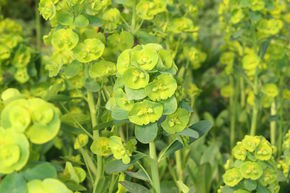 Euphorbe des bois 'Robbiae'