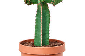 Euphorbia avasmontana
