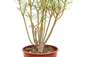 Euphorbe balsamif�re
