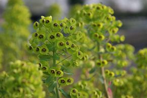 Euphorbe des vallons 'Black Pearl'