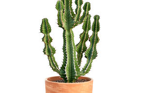 Euphorbe de Cooper 'Blue'