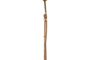 Euphorbe arborescente (120-150)
