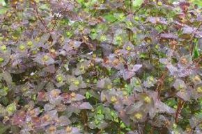 Euphorbe douce 'Chameleon'