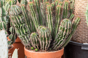 Euphorbia enopla