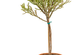 Euphorbe de Madagascar
