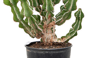 Euphorbia fortissima (65-75)