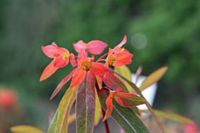 Euphorbe de Griffith 'Dixter'