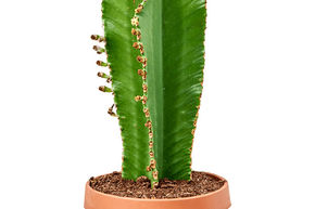 Euphorbe cand�labre 'Curly'