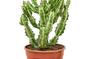 Euphorbe lact�e 'Compacta'