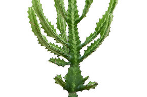 Euphorbe lact�e