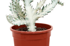Euphorbe lact�e 'White Ghost'