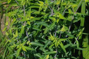 Wuphorbe des jardins ou euphorbe �purge