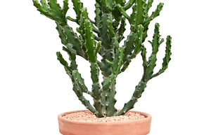 Euphorbia mayurnathanii