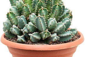 Euphorbia resinifera (30-40)