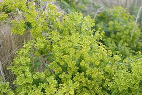 Euphorbe de Sib�rie