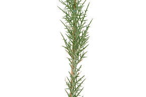 Euphorbe arborescente, Samanta