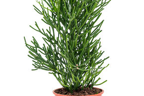 Plante crayon