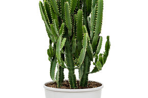 Euphorbe trigona