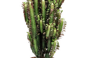 Euphorbe trigone 'Rubra'
