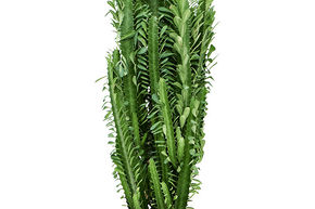 Euphorbe trigona