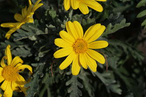 Marguerite arbustive jaune