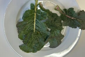 Chou arborescent Everkale� Greenwave