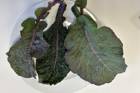 Chou arborescent Everkale� Running Blush