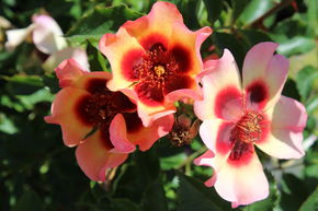 Rosier 'Fancy Babylon Eyes�'
