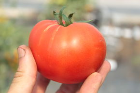 Tomate de plein champ 'Fantasio'