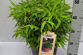 Bambou de jardin 'Moontears�'