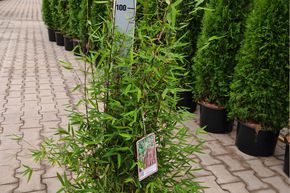 Bambou de Jade 'Jiuzhaigou 8'