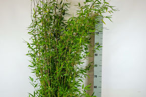 Bambou d'ornement 'Violet Woods'�