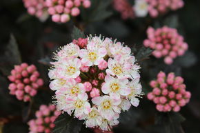 Physocarpe � feuille d'obier 'Tiny Wine�'