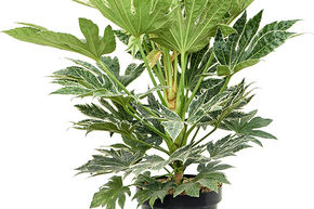 Faux-aralia panach� 'Spider Web'
