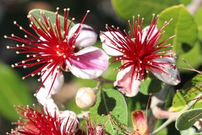 Feijoa 'Zealand Seedling'