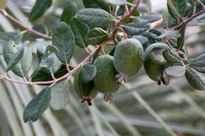 Feijoa 'Unique'