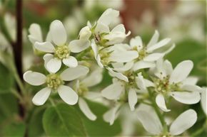 Am�lanchier � feuilles ovales, am�lanchier indig�ne