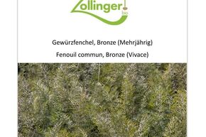 Fenouil Commun, Bronze